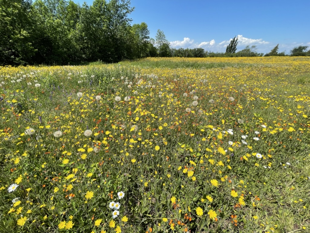 Champs de fleurs à Saint-Jean-Port-Joli
